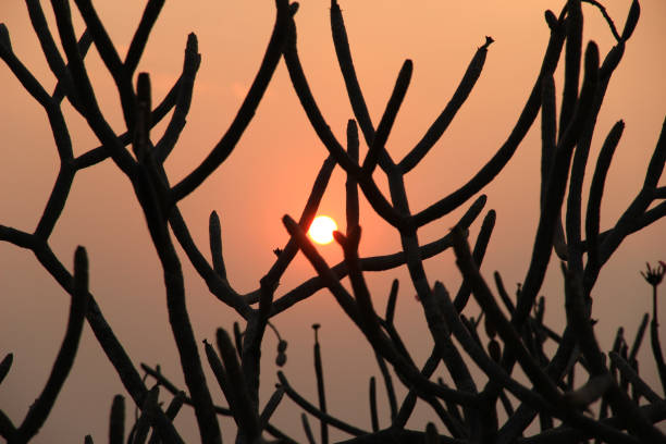 Silhouette sky sunset have the trees background of beautiful.