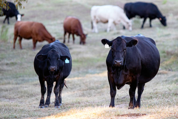 istock Herd of different breed cattle in drought pasture 1498560901