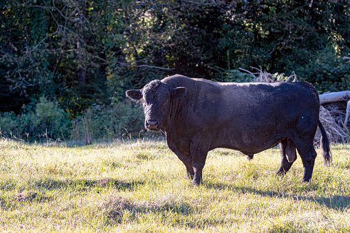 Nelore ox portrait on pasture in Brazil.