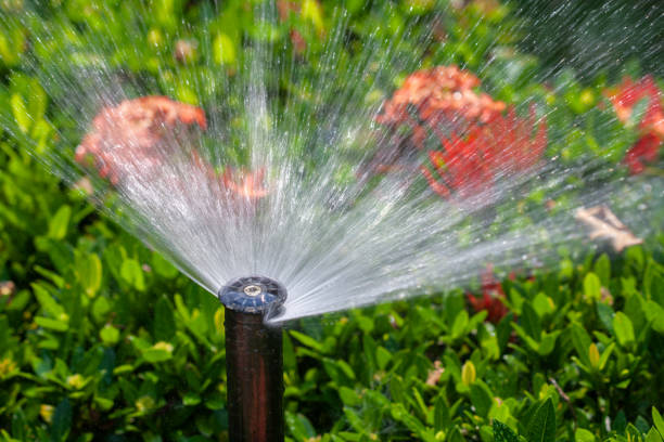 istock sprinkler head watering in garden. 1498561782