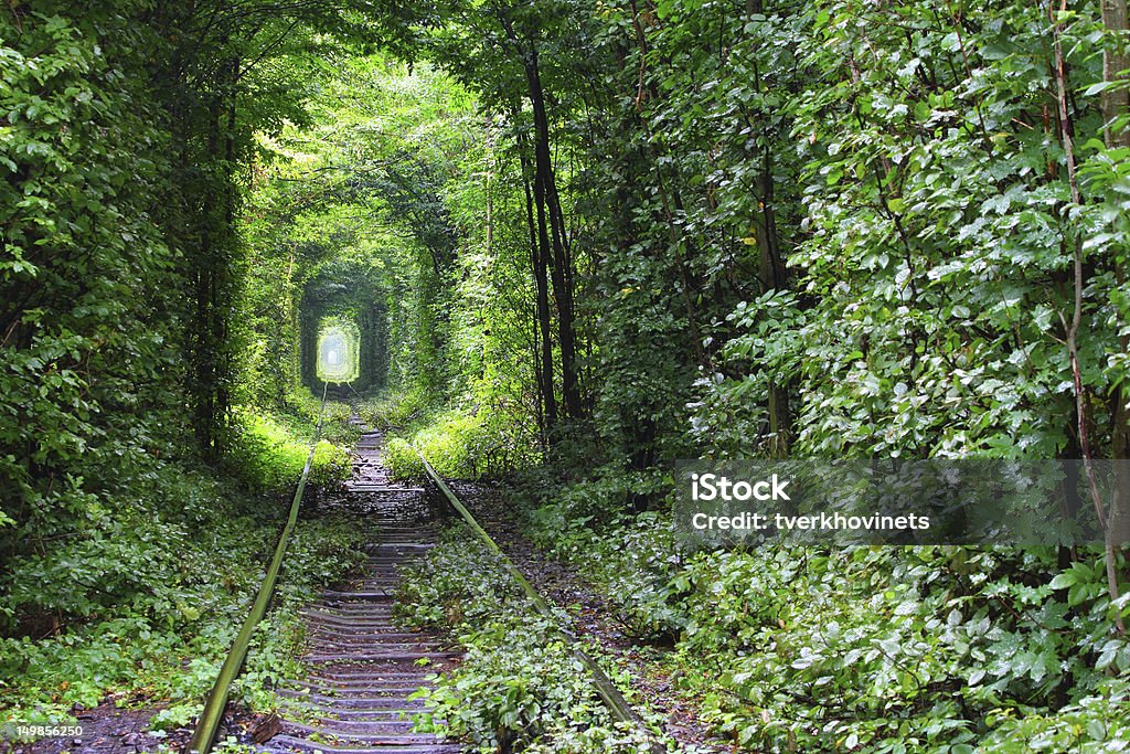 Tunnel of love Natural tunnel of love formed by trees in Ukraine Ukraine Stock Photo