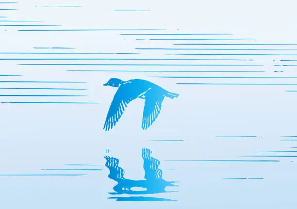 Vector illustration of Duck Flying Over Water