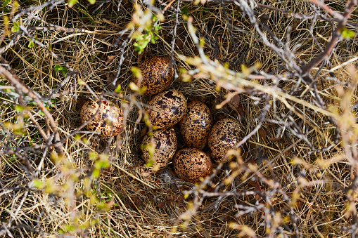 Partridge eggs in a nest in nature in a natural environment