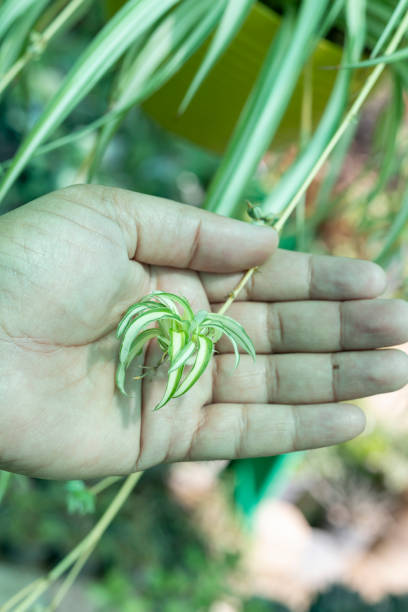 Pandanus grass spiderettes holding in hand