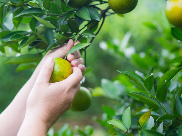 istock Hands worker picking ripe tangerines from a tree in the garden. 1498569852