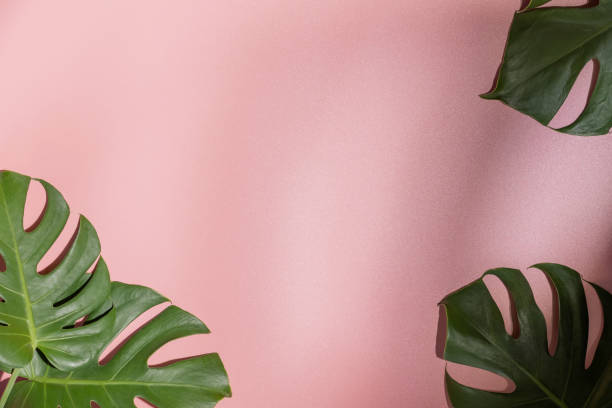 istock Monstera leaves on pink background. 1498569981