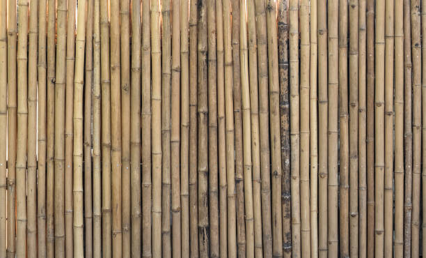 istock Old bamboo plank fence texture material construction for background. 1498570662