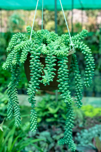 istock Hanging succulent plant Burros tail in a hanging basket. 1498570913