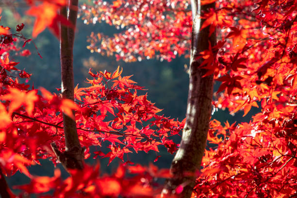 istock The autumn leaves in Mt. Kwanaksan 1498572862