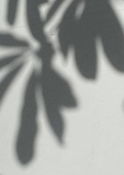 istock Leaves shadow background on wooden floor texture, leaves tree branches shade with sunlight 1498573193