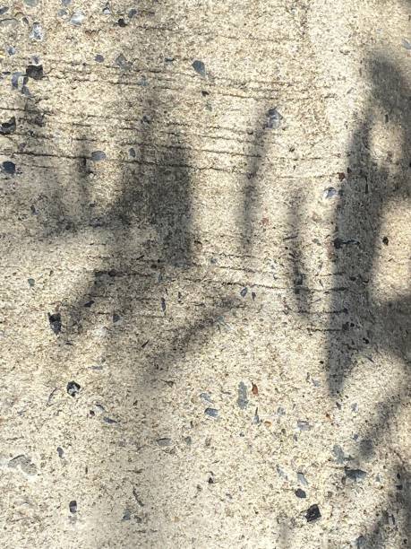 istock Leaves shadow background on wooden floor texture, leaves tree branches shade with sunlight 1498575132