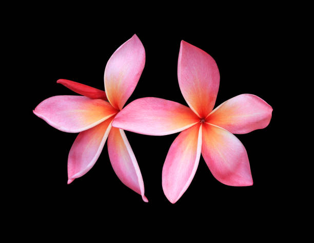 istock Plumeria or Frangipani or Temple tree flower. 1498575609