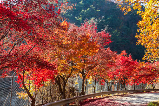 istock The autumn in Mt. Kwanaksan 1498576949