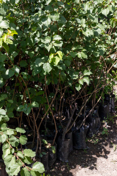 istock Apricot tree saplings in plastic nursery bags 1498577384