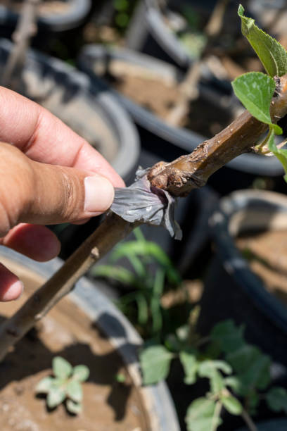 successful grafted apple tree closeup - injecting tree close up old imagens e fotografias de stock