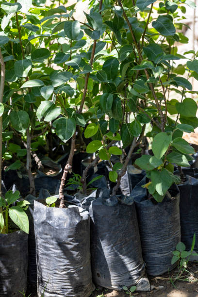 istock Seedlings of pear trees in plastic bags 1498578672