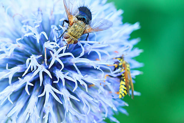 Fine Art Photo Of A Blow fly Lucilia On A Thistle Flower. Blow fly Lucilia sp. (Dip.: Calliphoridae). Selective focus.