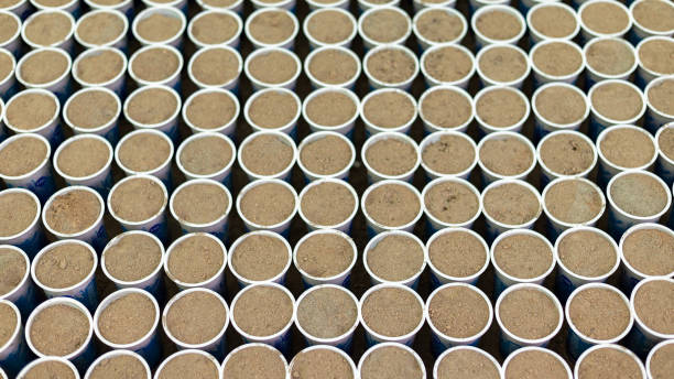 istock Disposable plastic cups filled with soil for seedlings at plant nursery 1498581420