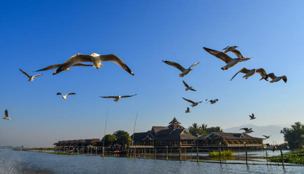 Seagull flying in the blue sky at summer day.