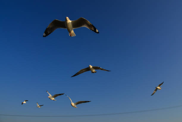 Seagull flying in the blue sky at summer day.