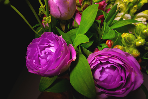 Beautiful pink peony flowers close up, floral background. Purple peony roses in a lush bouquet.