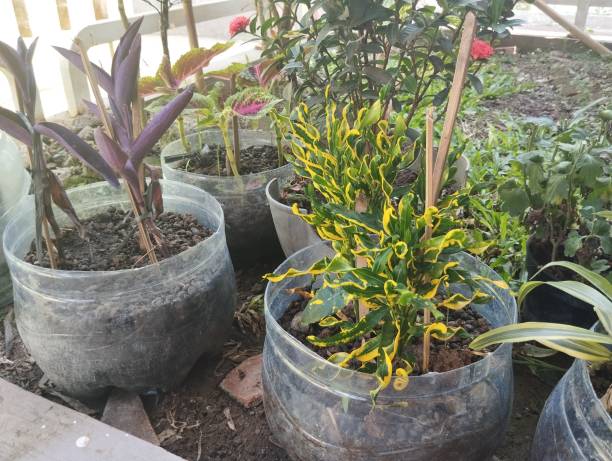 istock flower pots from used gallons 1498585769