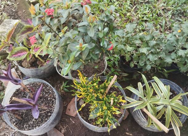 flower pots from used gallons