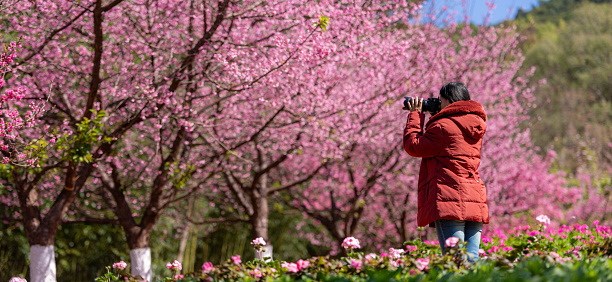 Female photographer taking pictures of cherry blossoms in the garden. Travel Thailand