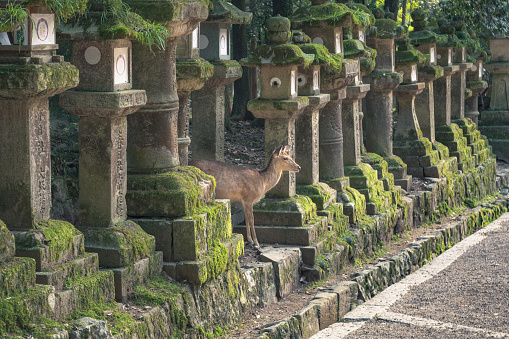 Wild deer in Nara Park in Japan. Deer are symbol of Nara's greatest tourist attraction. On background, red Torii gate of Kasuga Taisha Shine one of the most popular temples in Nara City.
