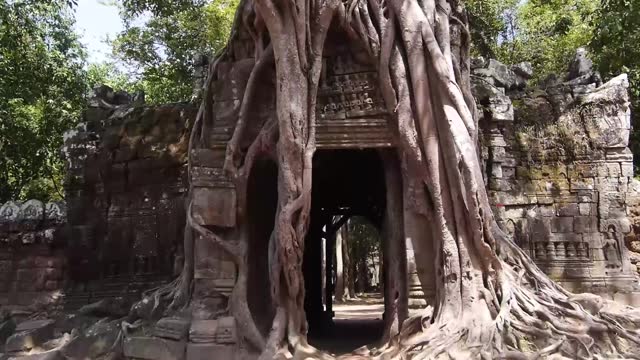 Tree Trunk Surrounding Rock Building Entrance - Tilt - Up To Down