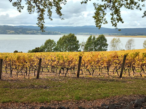 panorama of autumn vineyards in Switzerland View on Lavaux region by autumn day, Vaud