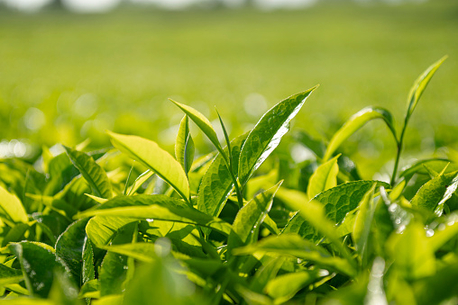Closeup view of tea leaves on tea plantations