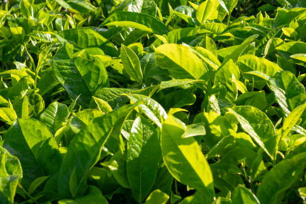 istock Closeup view of tea leaves 1498592922