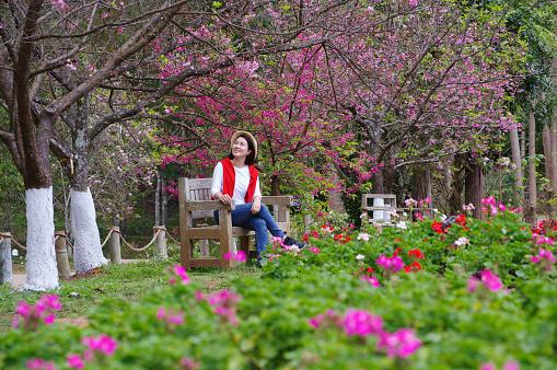 Sakura is blooming in Thailand's winter. Japanese Sakura or Wild Himalayan (Prunus) Cherry Blossom on branches in Royal Project flowers garden, Doi Ang Khang, Chiang Mai, northern of Thailand.