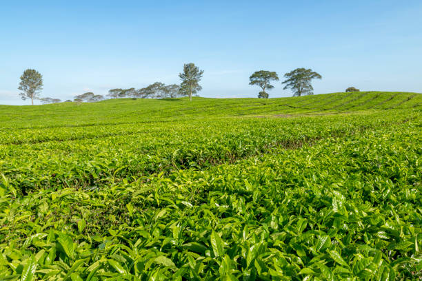 istock View of tea plantations 1498593991