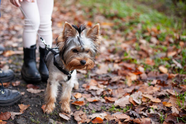 istock Yorkshire Terrier on a leash in the park. Selective focus. 1498594522