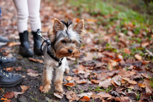 istock Yorkshire Terrier in the autumn park. Selective focus. 1498594560