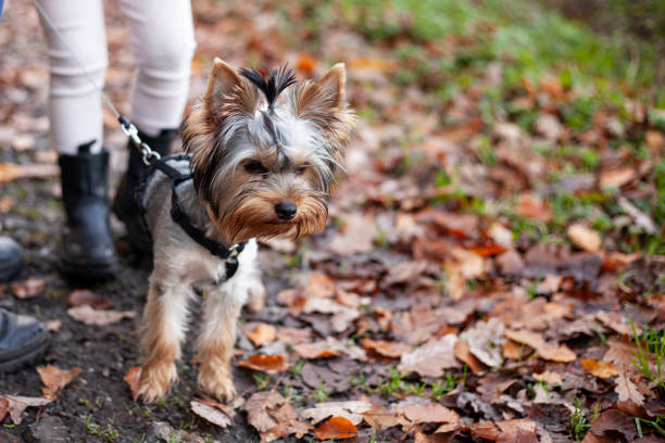 istock Yorkshire Terrier on the leash in the park in autumn. 1498594599