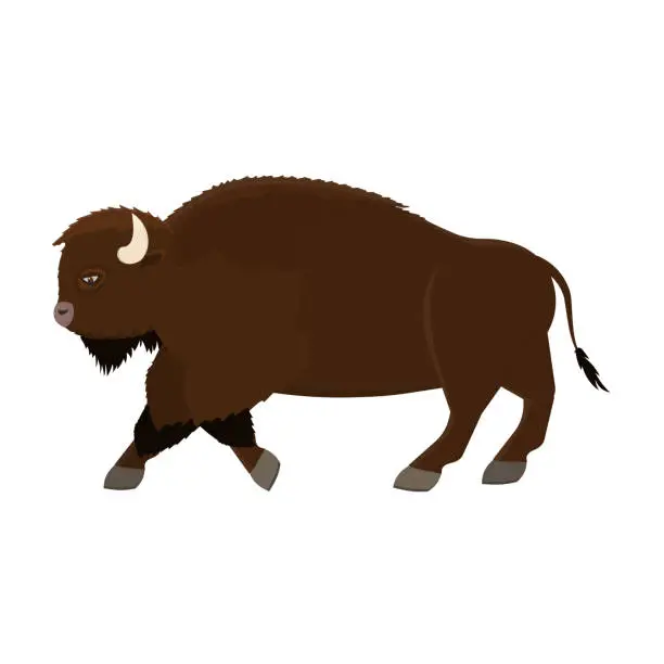 Vector illustration of Bison. Belly of a bull