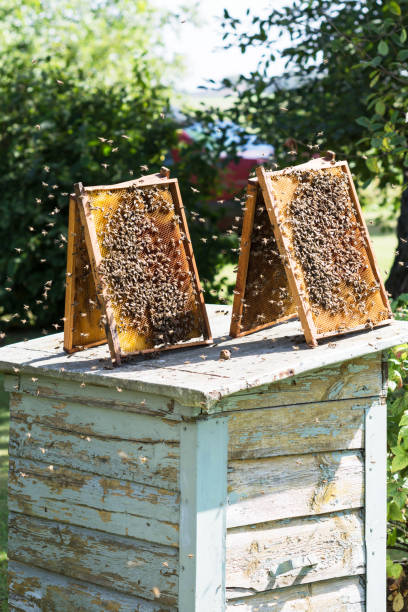 istock Frames with honeycombs with honey and with bees on it on beehive outdoors, frames with honeycomb in nature background 1498596188