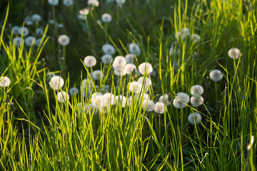 Blurred dandelions with downy seed heads with grass on a foreground at sunset, selective focus