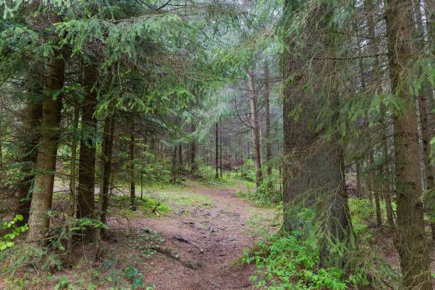 istock Mountain fir forest in spring overcast rainy day 1498597240