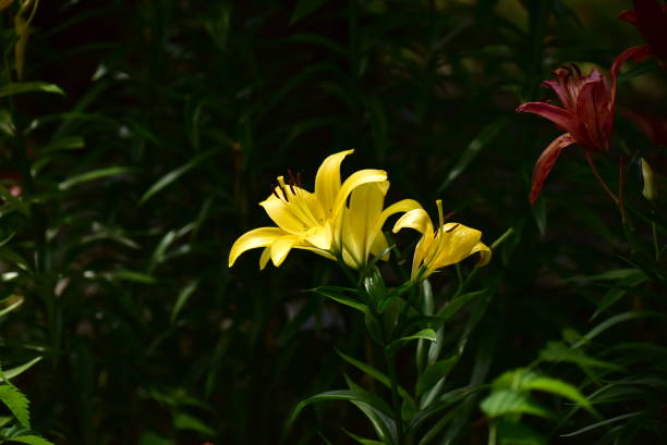 istock The flower called yellow colored lily 1498597538