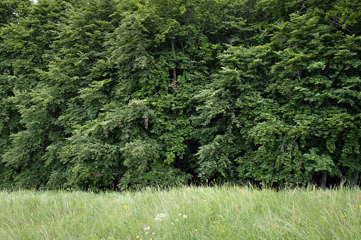 Forest on the edge of a meadow.