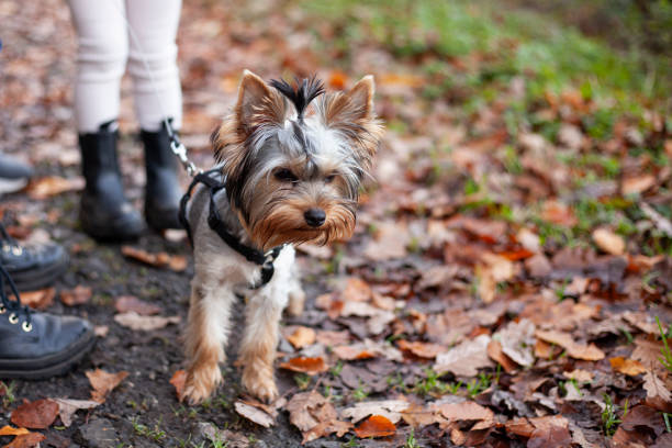 istock Yorkshire Terrier puppy on a leash in autumn park. Selective focus 1498597723