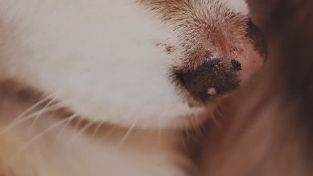 Close-up nose of sled Siberian husky