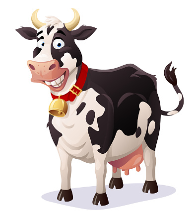 A happy black and white cow looking at the camera, isolated on white. Cow bell on a separate layer and can be easily removed.