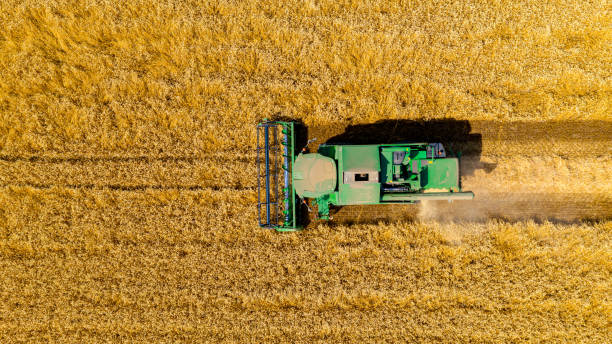 istock Aerial view on combine, harvester machine, harvest ripe cereal 1498601946
