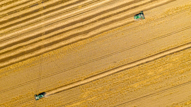 istock Aerial view on combine, harvester machine, harvest ripe cereal 1498602171