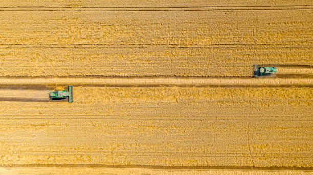 istock Aerial view on combine, harvester machine, harvest ripe cereal 1498602822
